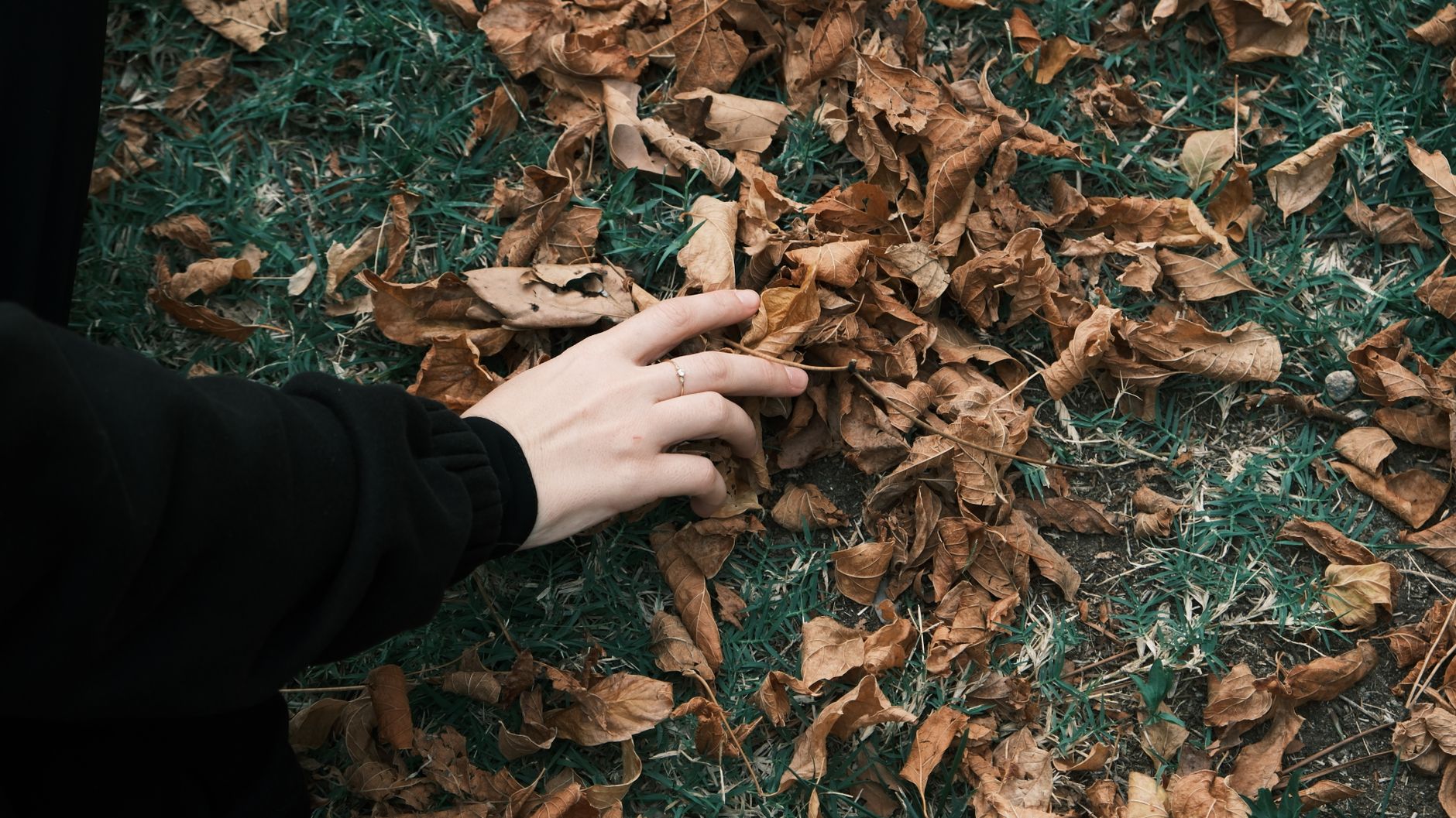 Close-up of a hand touching dry leaves on grass, symbolizing autumn season.